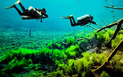 One day tour Diving in Cenotes