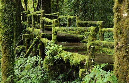 
Monteverde Forest