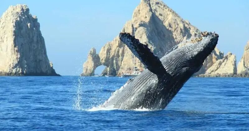 Whale watching in winter