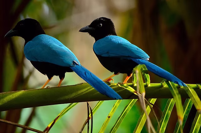 Aves en Celestún