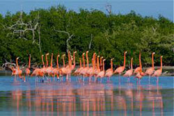 Excursion a Celestun desde Cancun