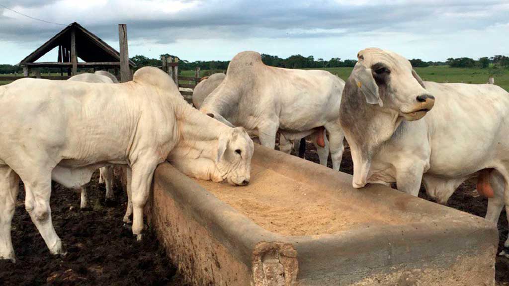Ganaderia en Tizimin