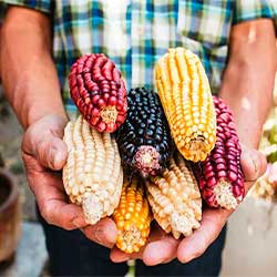 One day tour mayan agriculture