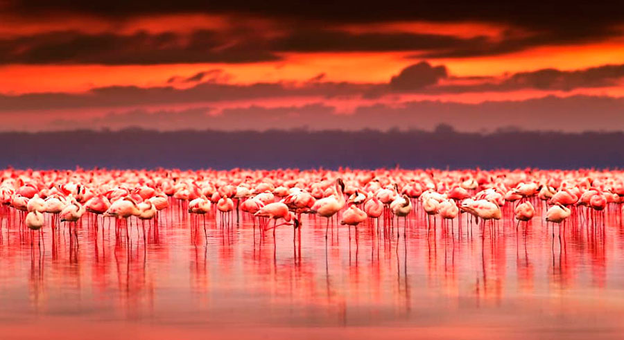 Flamingos in Ria Celestun Biosphere Reserve Ria Celestun Biosphere Reserve
