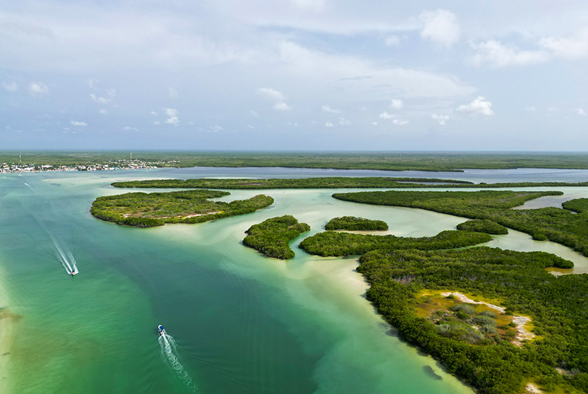 Mangrove ecosystem in Yucatán